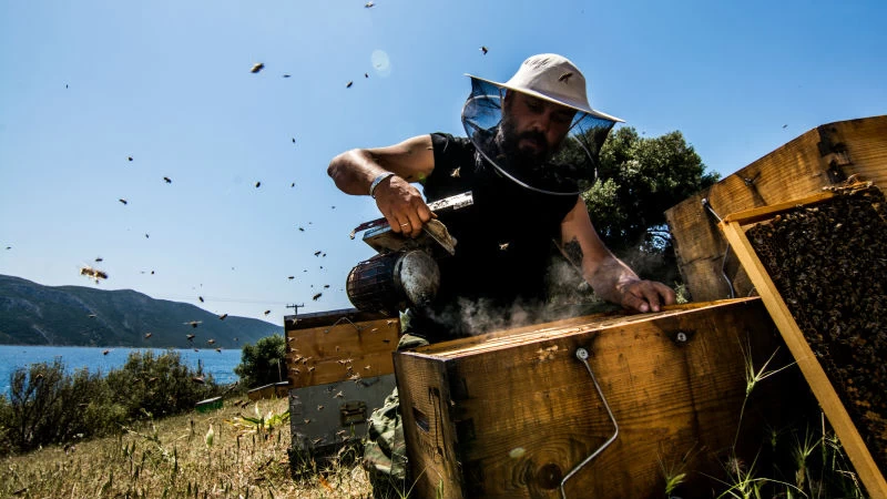 Ευβοϊκή Μελισσοκομία - Περιφέρεια Στερεάς Ελλάδας