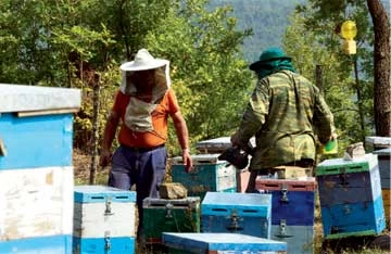 Μελισσοκόμοι στο Δίκορφο
