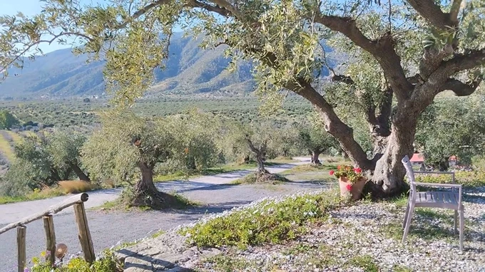 ελαιώνας