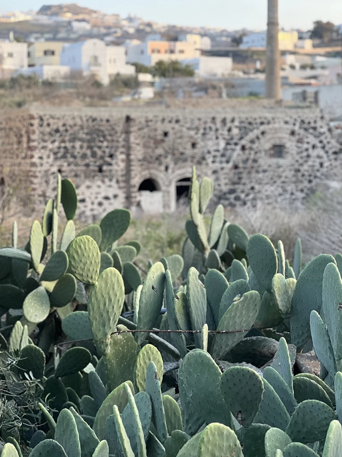 Μιχάλης Κούλογλου Kyanos Wines Orycton Σαντορίνη κρασί Ασύρτικο