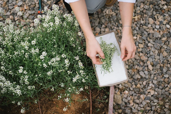 Soil στο Αλεποχώρι 5