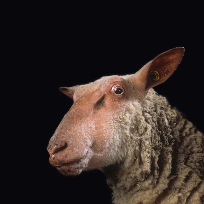 Why look at animals