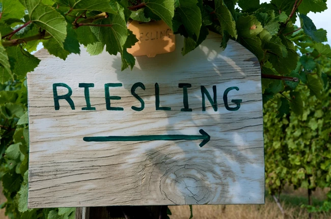 Όλα για το Riesling 1