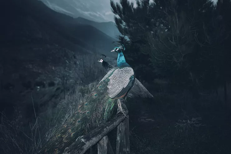 Γιώργος Γιατρομανωλάκης, «The Splitting of the Chrysalis & the Slow Unfolding of the Wings», 2018, φωτογραφία, διαστάσεις μεταβλητές, Παραχώρηση του καλλιτέχνη και της CITRONNE Gallery
