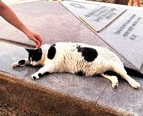 Η άβολη αλήθεια για τον Chonkus Maximus, τον viral Χανιώτη γάτο