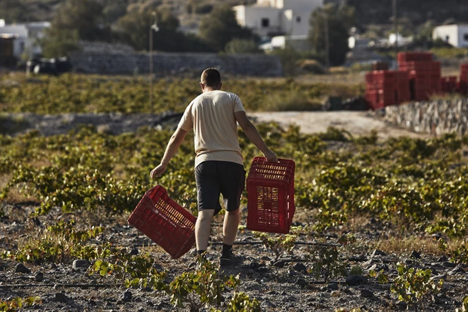 Μικρά Θήρα Οινοποιείο Θηρασιά