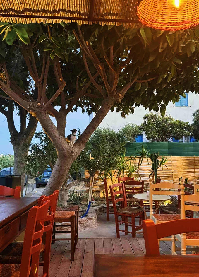 Altana Bar Πρόδρομος Πάρος