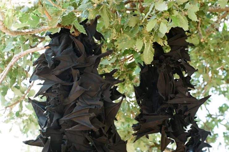 Strange Fruit 2015. Ύφασμα