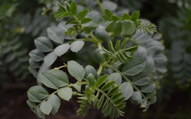 Ρεβύθι φυτό