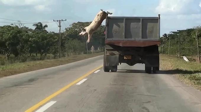 ΕΜΣΤ Why look at animals