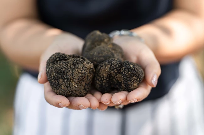 Truffle Hunting at Meteora