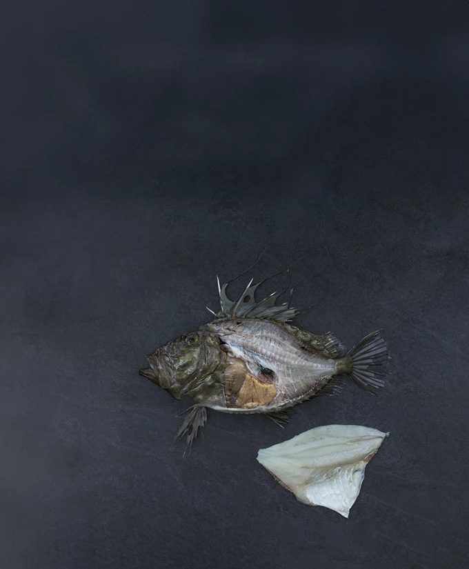 Βασίλαινας /Ιλίσια / Εστιατόρια, ταβέρνες και ουζερί για ψάρι