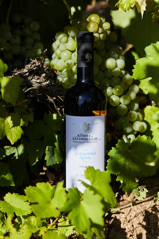 Κτήμα Χατζημιχάλη μαλαγουζιά