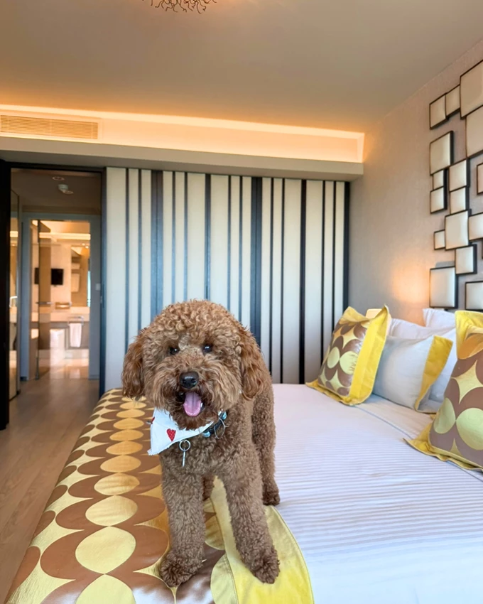 divani collection stary dogs