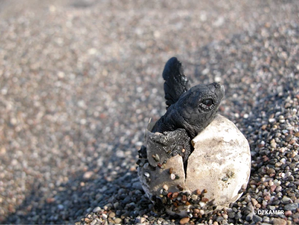 DEKAMER hatching of a loggerhead turtle