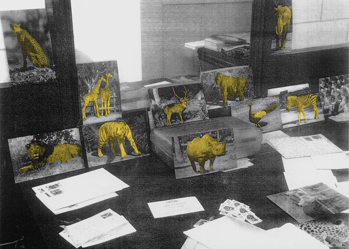 Why Look at Animals