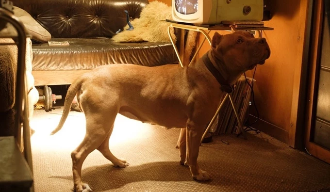 once upon a time in hollyhood