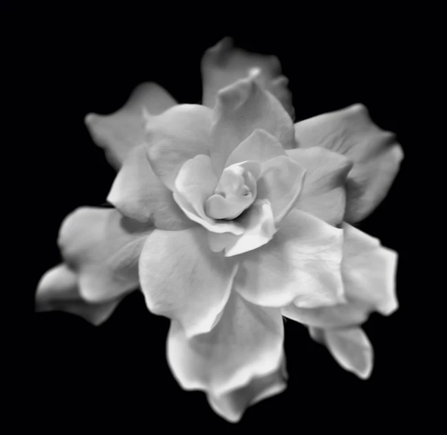 Έλενα Αρσενίδου, ‘’Gardenia’’ 40 x 41 cm, ψηφιακά επεξεργασμένη φωτογραφία Blanc Space