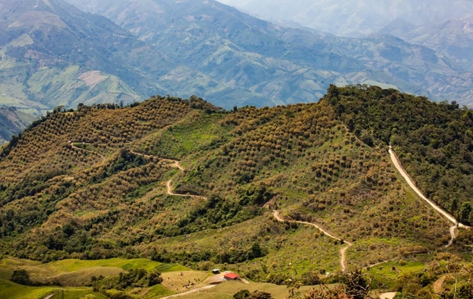 Παγκόσμια Ημέρα Καφέ
