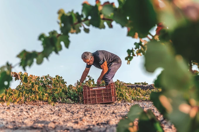 8 ελληνικά οινοποιεία που αξίζει να επισκεφθείς_Κτήμα Χατζιδάκη 2