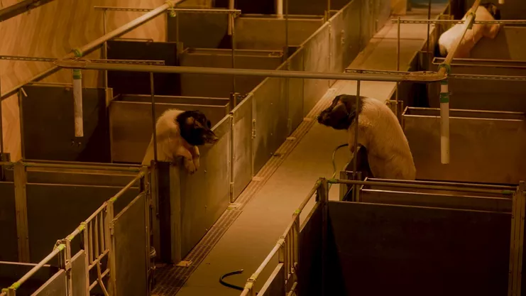 Ang Siew Ching, &quot;High-Rise Pigs&quot;, (Πολυκατοικία γουρουνιών), 2025 (στιγμιότυπο). Μονοκάναλο βίντεο, έγχρωμο με ήχο, 18’ 6”. Ευγενική παραχώρηση του καλλιτέχνη