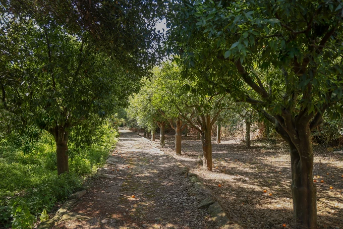 Κάμπος Χίος