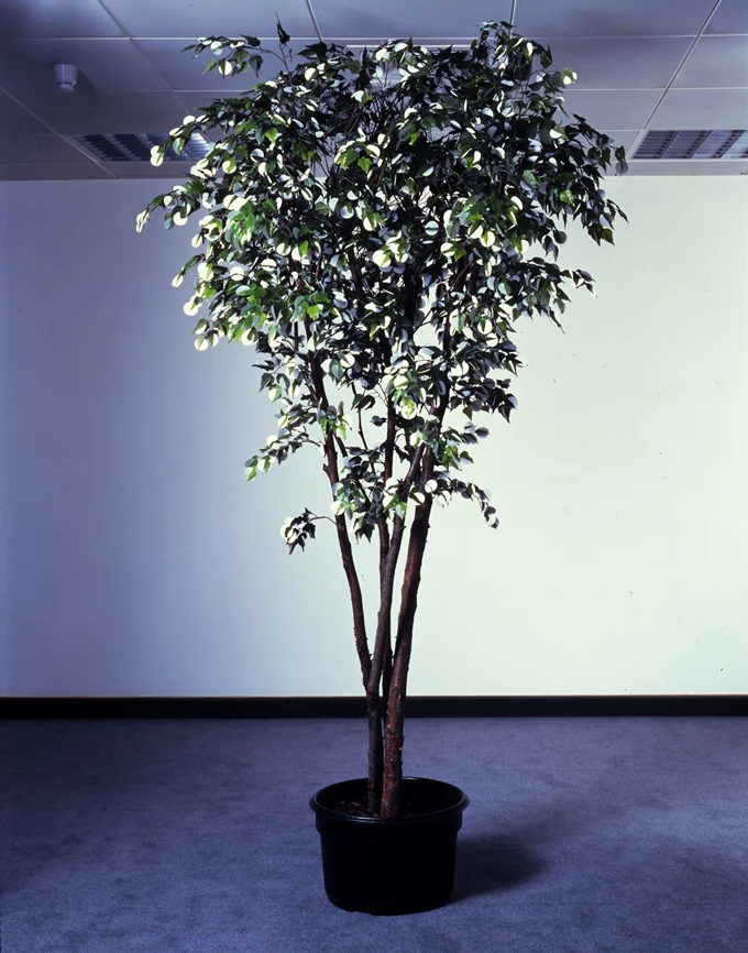Gabriel Orozco, Moon Tree, 1996 Ξύλο, χαρτί και πλαστικό, 250 × 140 εκ. Συλλογή ΕΜΣΤ Μέρος της Δωρεάς της Συλλογής Δ.Δασκαλόπουλου