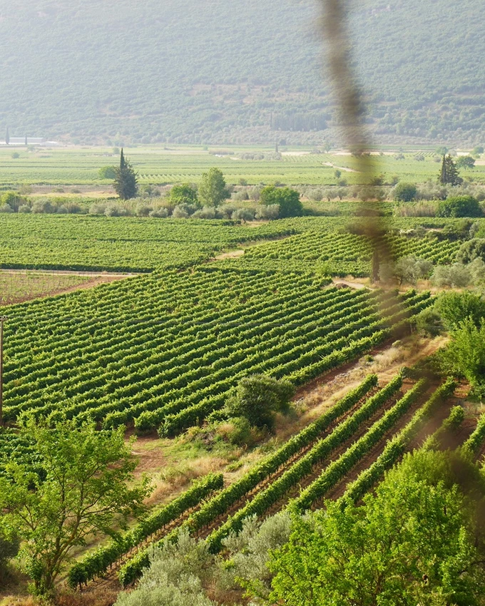 Nemea