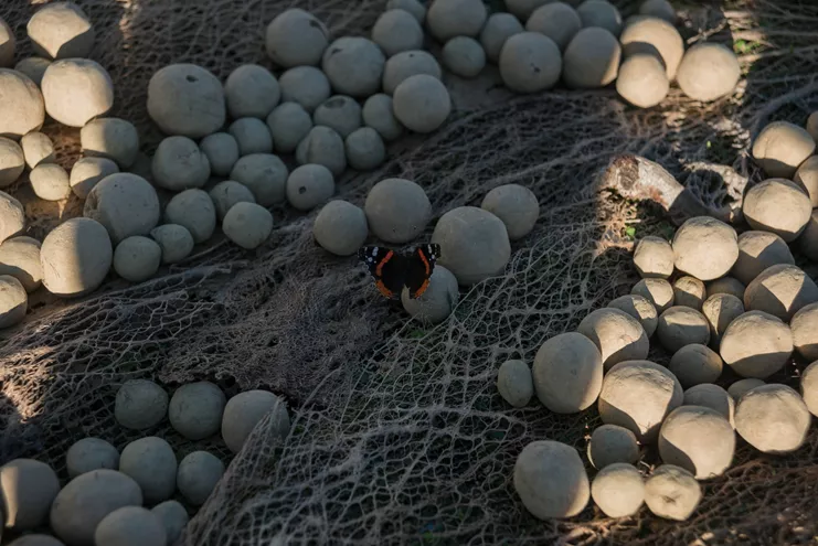 Σβόλοι 2022. Εγκατάσταση in situ: λιόπανο, ιστοί φραγκοσυκιάς, χώμα, σπόροι. Μεταβλητές διαστάσεις (π. 10 Χ 1000 Χ 100 εκ.). Ευγενική παραχώρηση της καλλιτέχνιδας