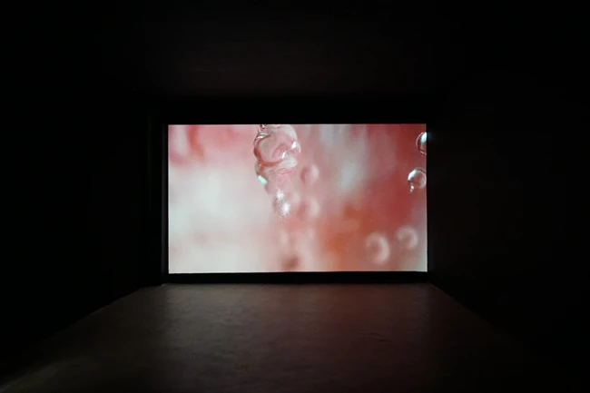 Δανάη Ηώ, The lips the lisp the slip of the tongue, 2018, HD video με ήχο, 15 λεπτά. Άποψη από την έκθεση Linguistic Images, SIGN Groningen, 2020.