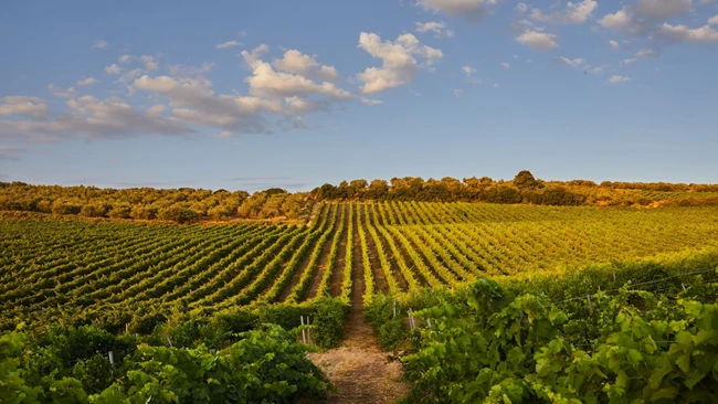 Κτήμα Χατζημιχάλη