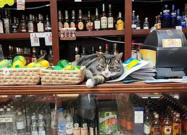 Η γάτα του μαγαζιού γίνεται κανόνας