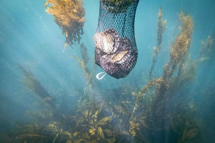 Aiko Ohno, &quot;Hide and Seek with Ama Divers and Abalones&quot;, 2023, φωτογραφία, Παραχώρηση της καλλιτέχνιδας