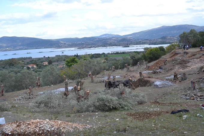 Στιγμιότυπο από τις εργασίες κοπής των ελαιόδεντρων το έτος 2017 | Υπουργείο Πολιτισμού: Εντοπισμός και η συστηματική ανασκαφή Αρχαίο Θέατρο Λευκάδας