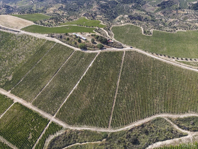 οινοξένεια