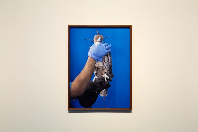 Κατάρ Farah Al Qasimi_ Falcon Hospital (blue glove), 2017. Art Jameel Collection. Photo courtesy of Jameel Arts Centre