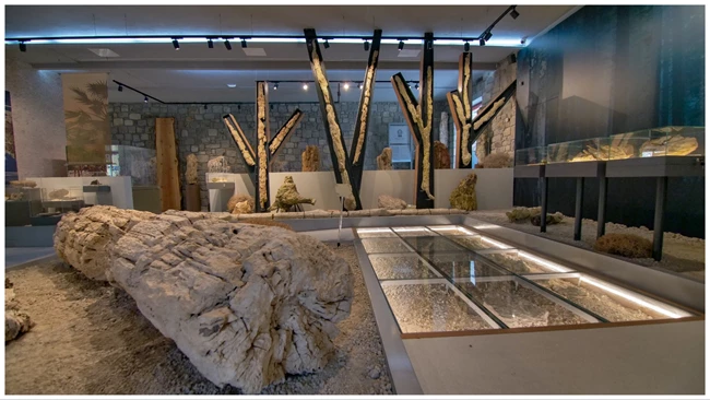 Μουσείο Απολιθωμένου Δάσους Λέσβου