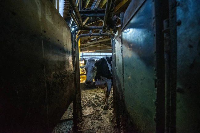 cow3_©Kate Kirkwood