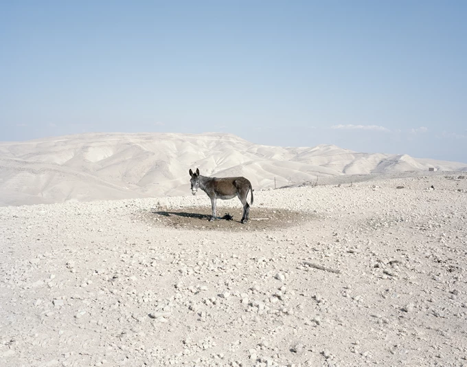 Why Look at Animals?