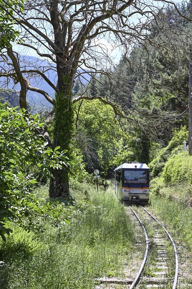 οινοξένεια