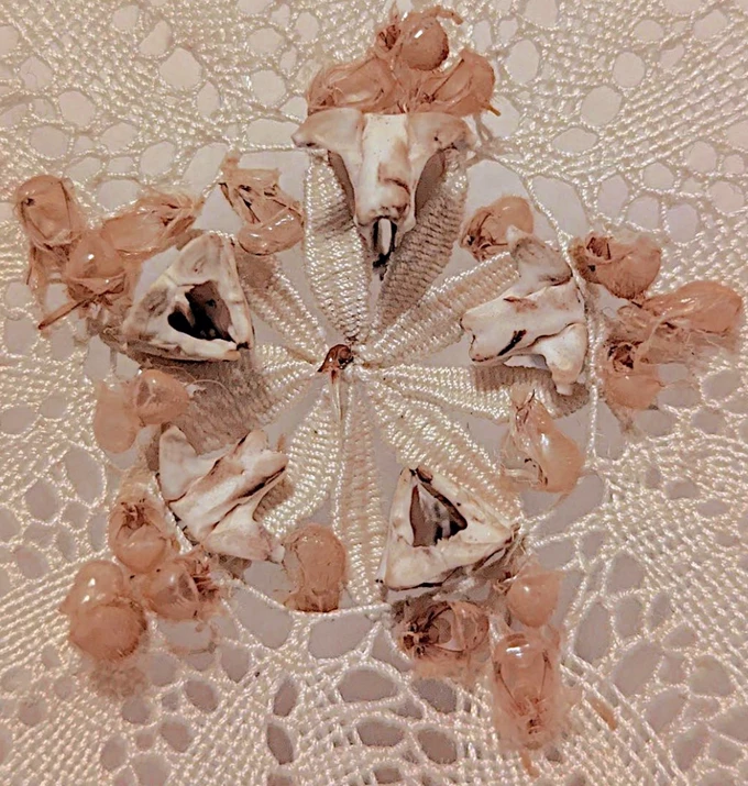 Άλκηστις Μαυροκεφάλου Fivefold