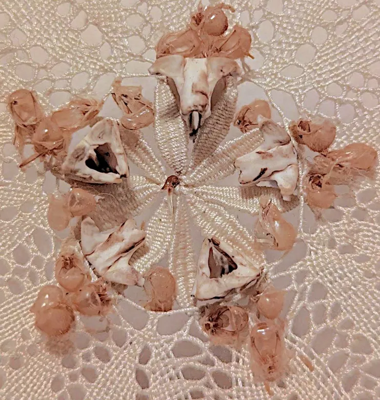 Άλκηστις Μαυροκεφάλου, "fivefold", λεπτομέρεια, νήμα, εξωσκελετοί τζιτζικιών και αχινών, 11 × 11 × 2 εκ., σε πλεξιγκλάς