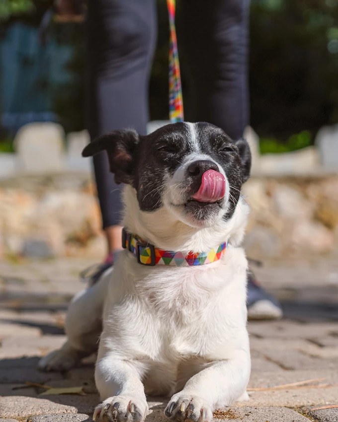 petchef