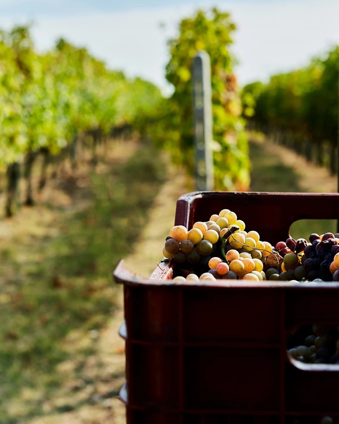 Vegoritis Winery