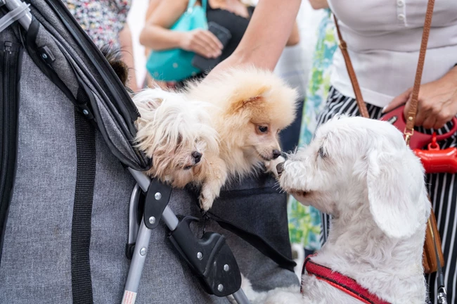 Δημοτικό Κτηνιατρείο