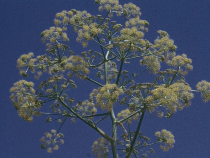 The Flowers Stand Silently, Witnessing 1
