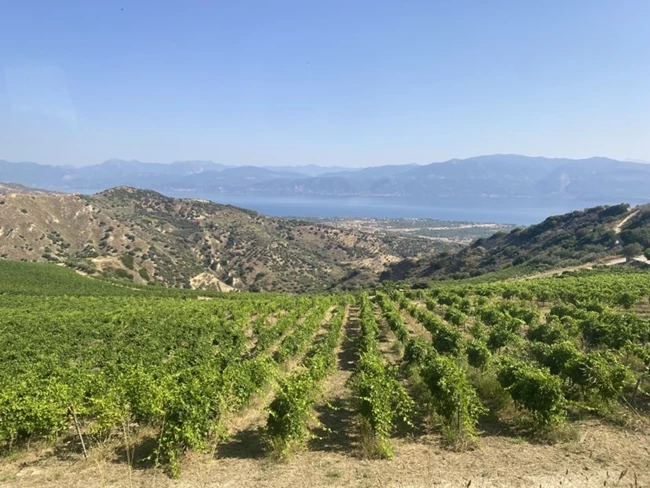 οινοξένεια