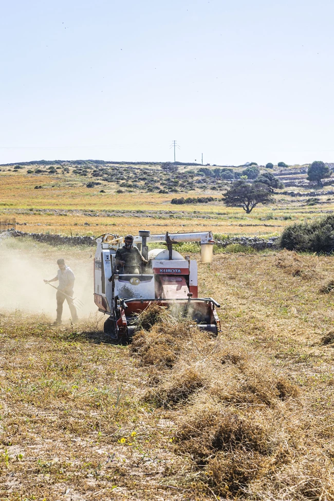 Σχοινούσα φάβα