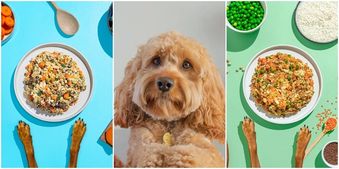 petchef