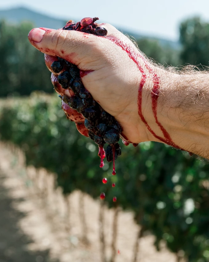 8 ελληνικά οινοποιεία που αξίζει να επισκεφθείς_Μπαραφάκα 3